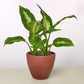 Dieffenbachia Camille