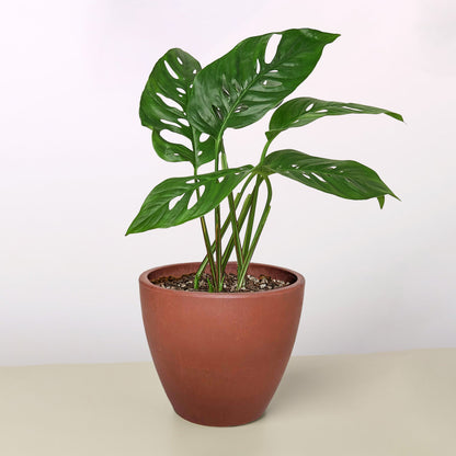 Monstera Adansonii 'Swiss Cheese'