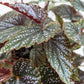 Begonia 'Corallina'