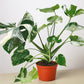 Monstera 'Thai Constellation'