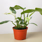 Philodendron Jose Bueno