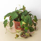 Philodendron 'Velvet'