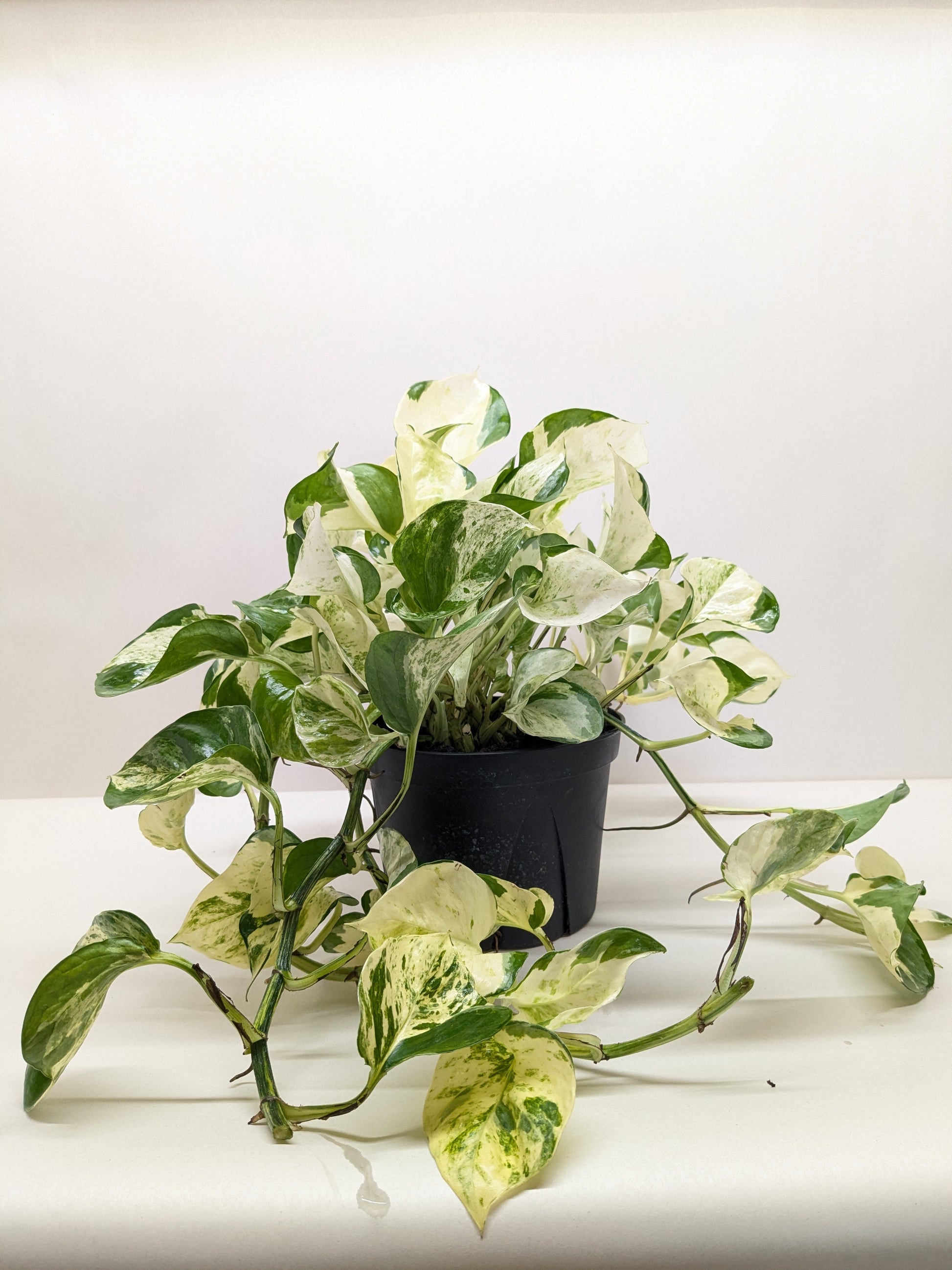 pothos manjula Pothos Manjula