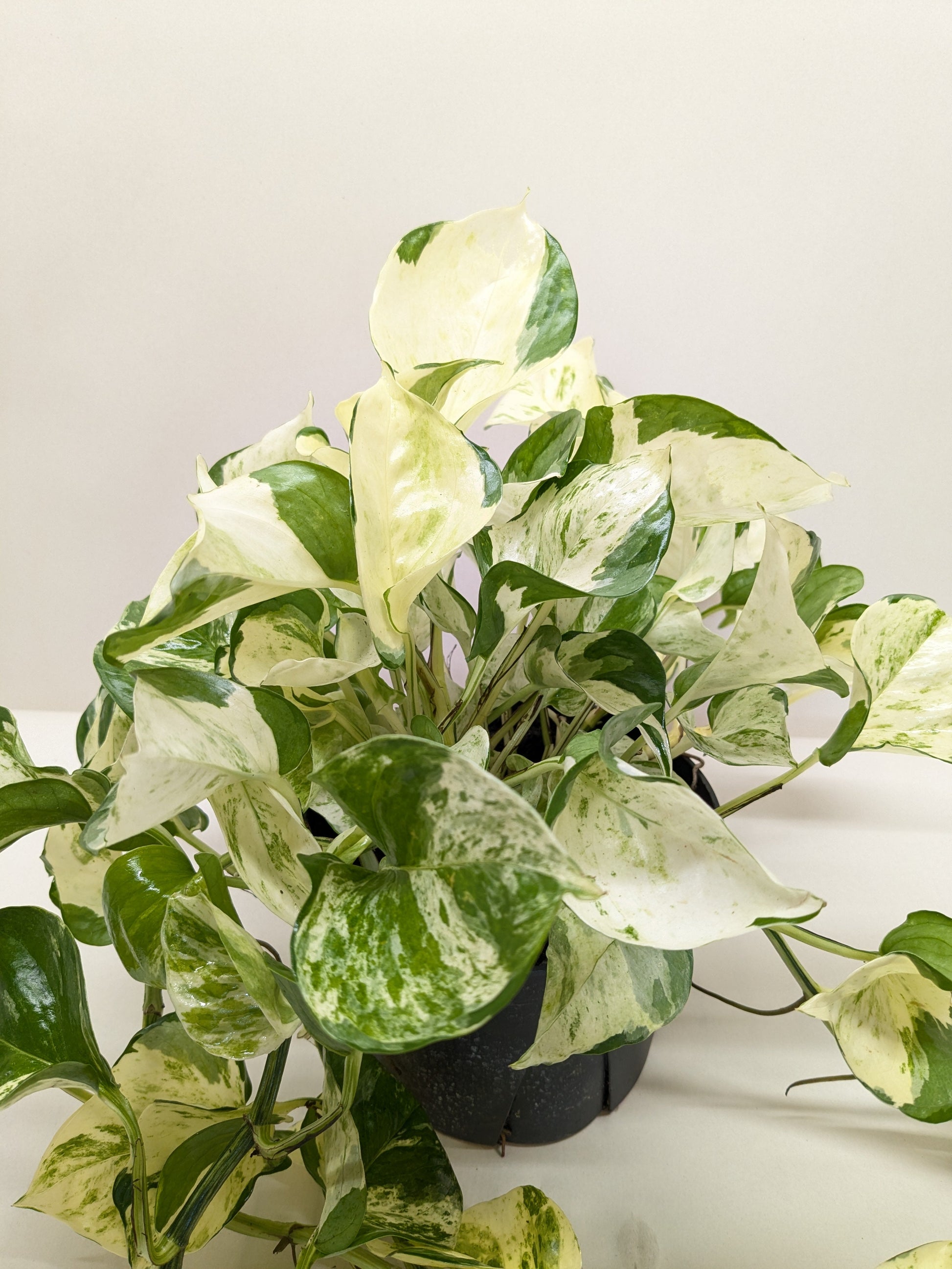 manjula pothos cost Pothos Manjula