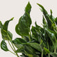 Pothos 'Shangri La'