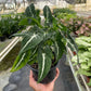Syngonium wendlandii 'Black Velvet'