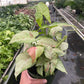 Syngonium 'Confetti'