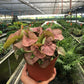 Syngonium 'Strawberry'