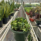 Hoya Rope Plant