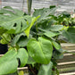 Monstera 'Split-Leaf'
