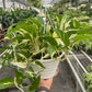 Pothos 'Mutant Manjula'