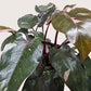 Philodendron 'Pink Princess'