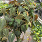 Philodendron 'Velvet'
