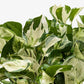 Pothos 'Manjula'