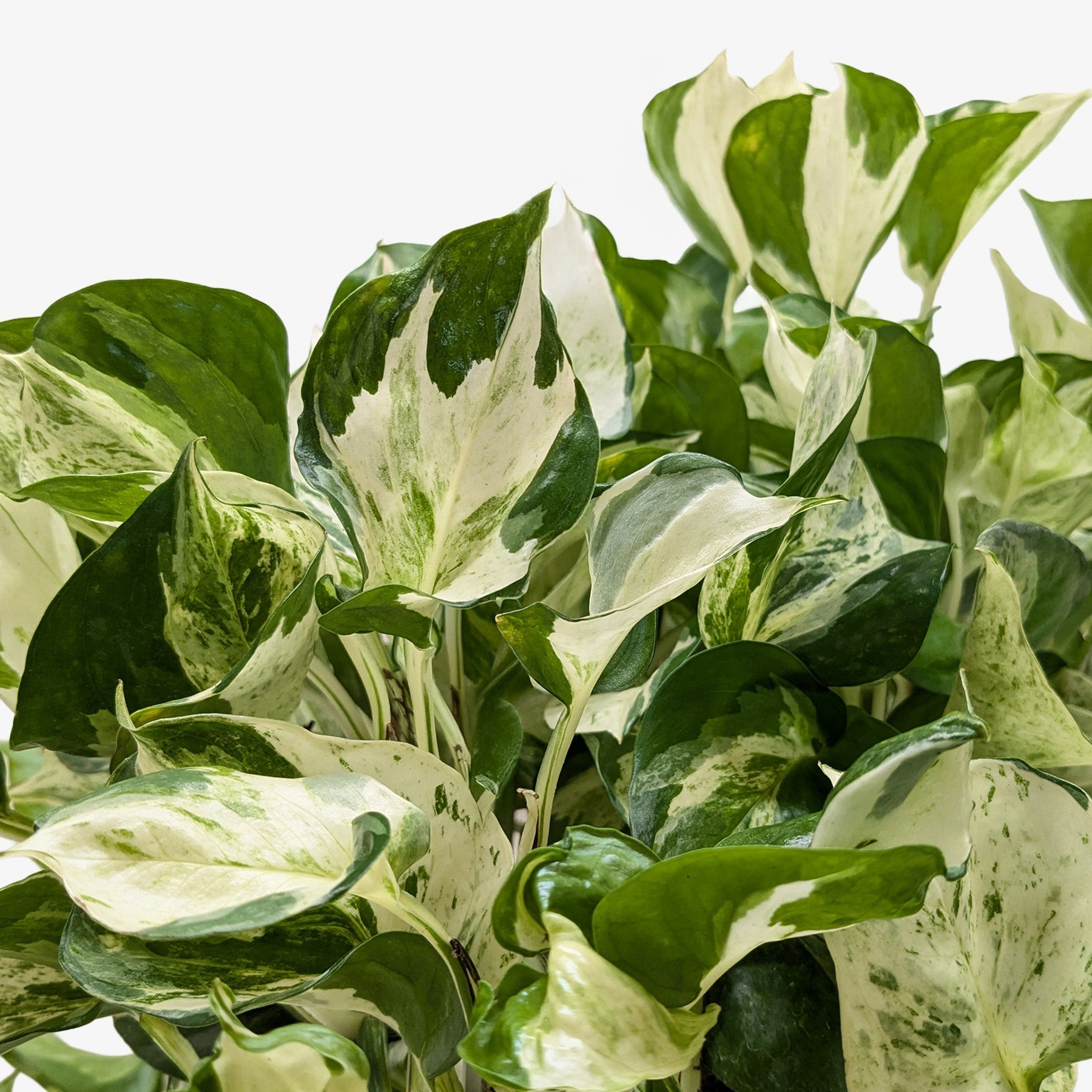 manjula pothos lowe's Pothos Manjula