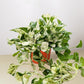 Pothos 'Manjula'