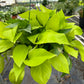 Pothos 'Neon'