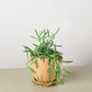 Succulent Senecio Succulent 'Fish Hooks'