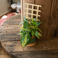 Plant Trellis - Grid