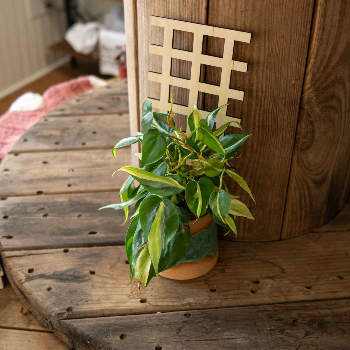 Plant Trellis - Grid