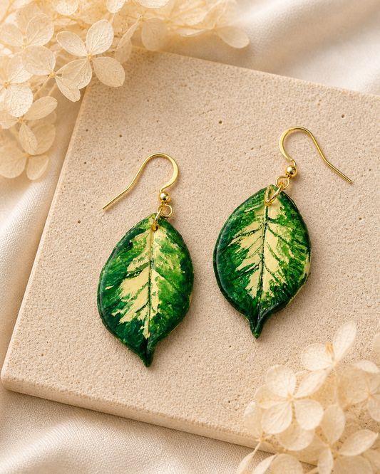Hoya Polyneura Dangle