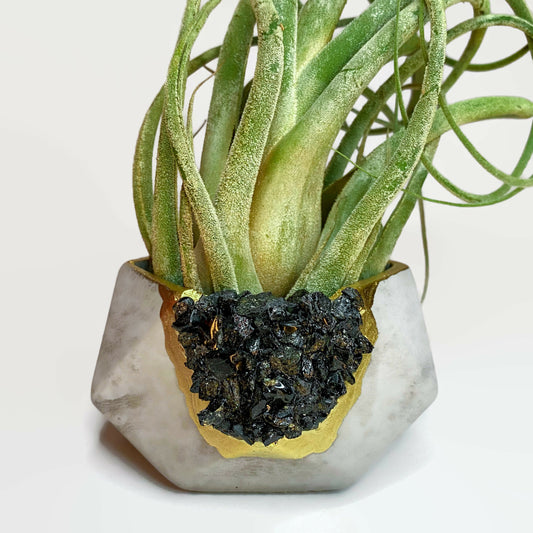 BLACK TOURMALINE GEOMETRIC PLANTER - The Leafy Branch