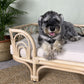 Amber Pet Bed - The Leafy Branch