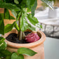 Terracotta Watering Bulbs