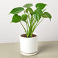 Monstera 'Split-Leaf'