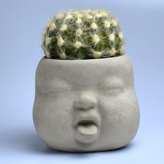 Baby Face Succulent Planter - The Leafy Branch