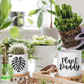 Monstera Ceramic 3in Pots