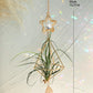 Air Plant Suncatcher - The Leafy Branch
