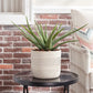 Ceramic Textured Planter - The Leafy Branch