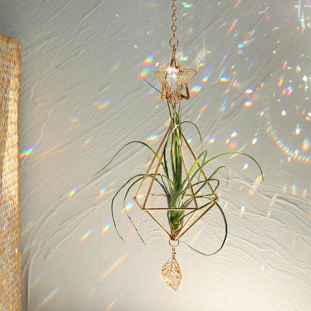 Air Plant Suncatcher - The Leafy Branch