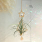 Air Plant Suncatcher - The Leafy Branch