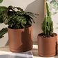 Chloe Terracotta Planter