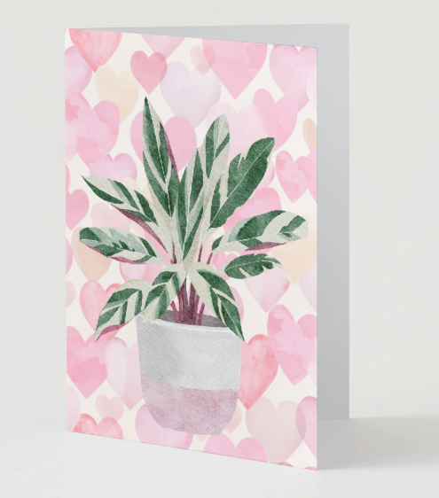 Valentine Stromanthe Greeting Card