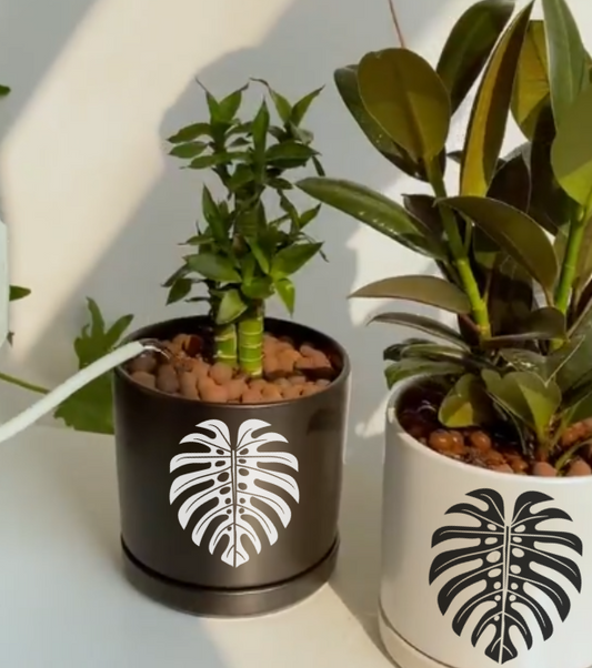 Signature Ceramic Monstera Planter