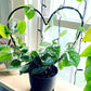 Heart Trellis - The Leafy Branch