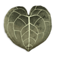 Anthurium Clarinervium - Khaki
