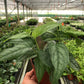 Monstera 'Siltepecana'