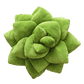 Big Pop Succulent® - Olive Green