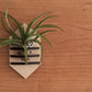 Geometric Air Plant Holder - The Leafy Branch