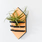 Geometric Air Plant Holder - The Leafy Branch