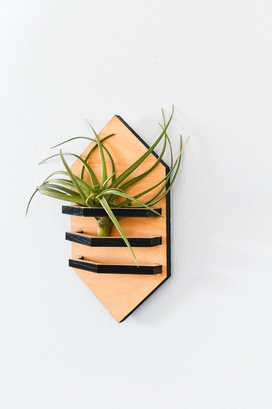 Geometric Air Plant Holder - The Leafy Branch