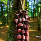 Hand Bell | Juju Duckfoot Vine Seed Shaker