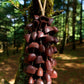 Hand Bell | Juju Duckfoot Vine Seed Shaker