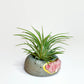 Geode Air Plant Holder -Amazonite Crystal Planter