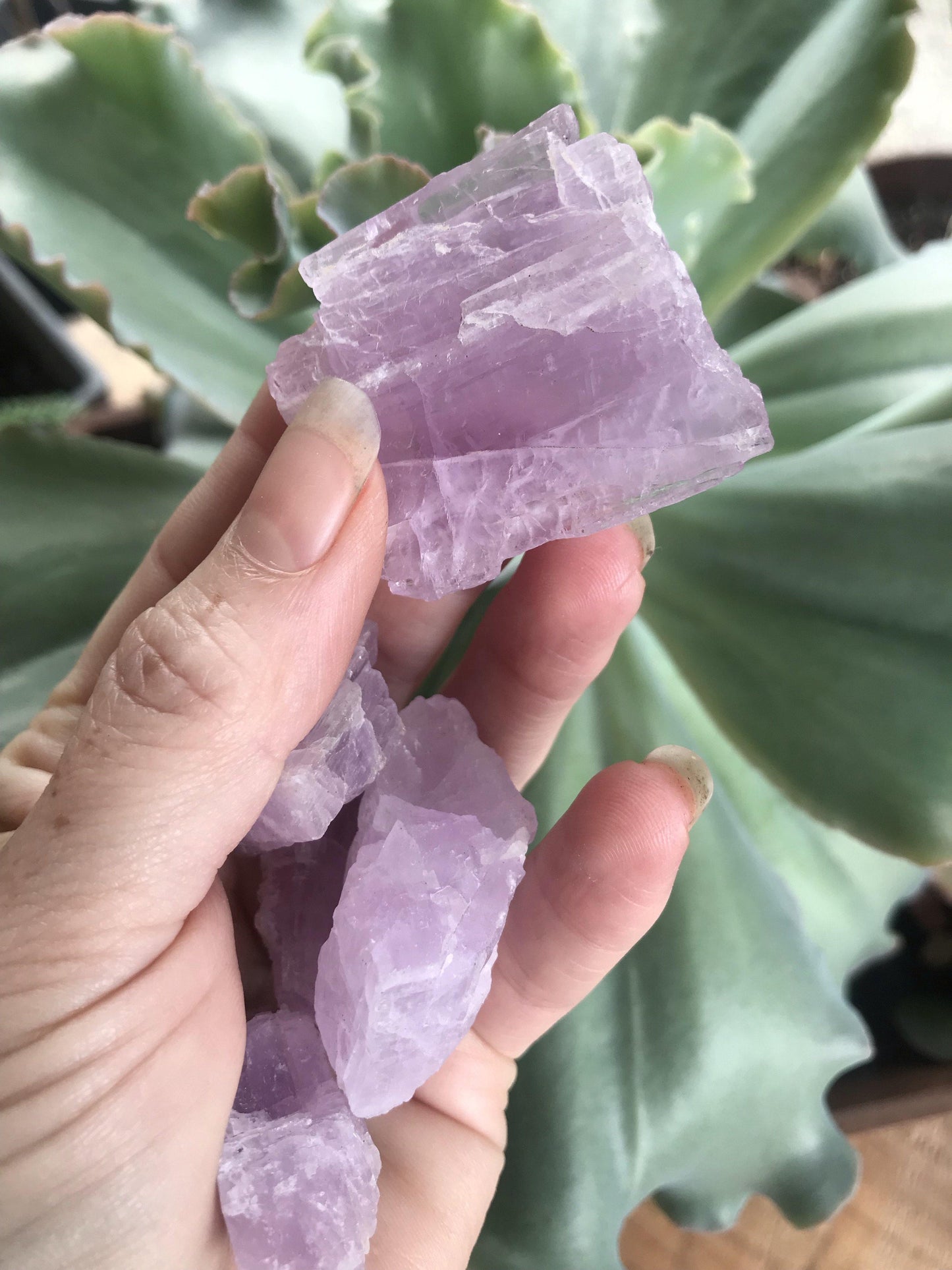 Crystal - Pink Kunzite - The Leafy Branch