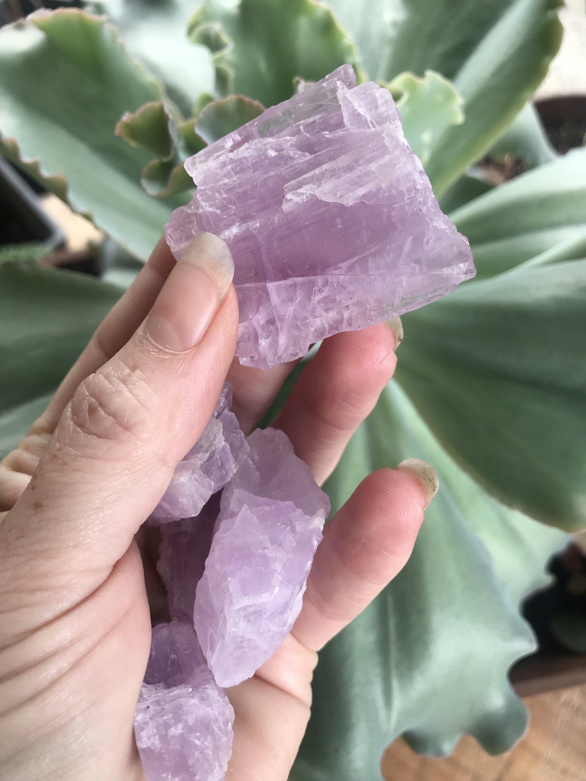 Crystal - Pink Kunzite - The Leafy Branch